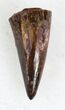 Eryops Tooth From Oklahoma - Giant Permian Amphibian #33550-1